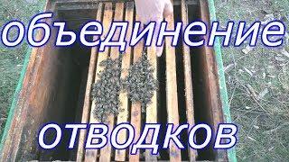 Как сделать объединение слабых семей (отводков) на зиму?