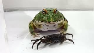 Краб против рогатой лягушки 螃蟹對角蛙 Krabbe gegen gehörnten Frosch who wins frog fight eat 2023