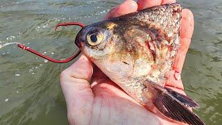 Catfishing With CUTBAIT!! (Bama Blues 2025 Prefishing)