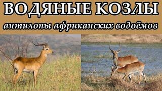 ВОДЯНЫЕ КОЗЛЫ - Антилопы африканских водоёмов