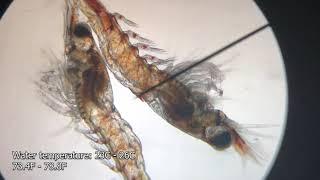 How to *ACTUALLY* Breed Amano Shrimps...