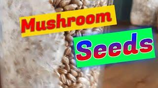 Mushroom Seeds (spawn)