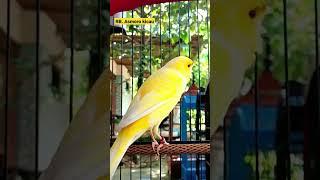 Burung kenari gacor || kenari mania || kicau mania || canary singing || canaries singing || canario