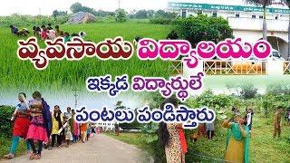 Free Agriculture Education & Cultivation Training School || BRVJAS || Rytunestham