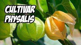 LA MEJOR GUÍA PARA CULTIVAR PHYSALIS O UCHUVA  | La Huerta de Ivan