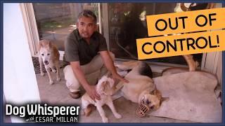 2.5 Hour Dog Whisperer S4 Marathon! | S4 Ep 7,8,9 | Dog Whisperer With Cesar Millan