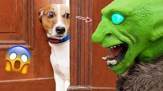Best of Funny Dog Reactions - Scared, Confused, Surprised | Pets Island
