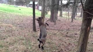 Clove, The Circus Goat