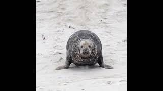 Seal video archive museum: cute chubby seal coming over for some yummy healthy tacos  