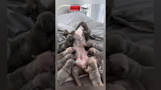 breastfeeding puppies so cute | Dog lover | animal lover |