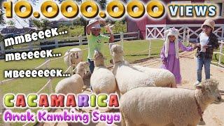 Anak Kambing (Cacamarica) - artis Olivia Susanto | Lagu anak populer #laguanak #oliviasusanto #sheep