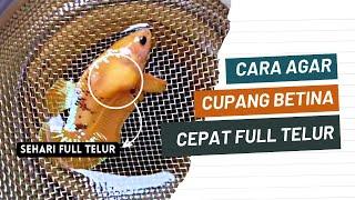 Cara membuat cupang betina cepat full telur !