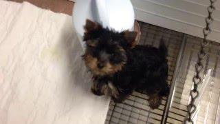 TyAva's BOB puppy 1/26/16