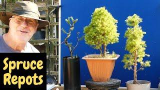 Bonsai Roots in a Tin Can? Tony's@TonysBonsai  Picea Experiment Revealed.