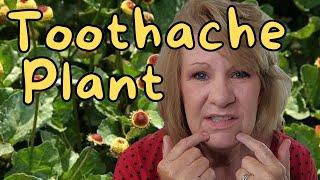 The Toothache Plant Denture Gum Pain