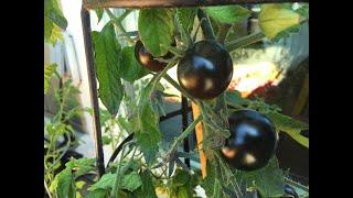 Purple Blue Cherry Tomatoes • Healthy & Tasty - Tips & Tricks 62