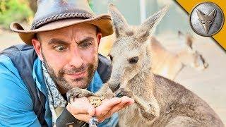 Kangaroo Feeding Time!