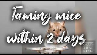 HOW TO TAME YOUR MOUSE WITHIN 2 DAYS  + things you didn't know about your mice