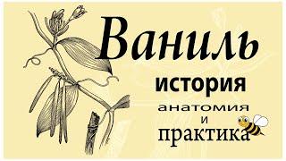 Ваниль - гермафродит с тяжелой судьбой (и вы до сих пор неправильно ею пользуетесь)