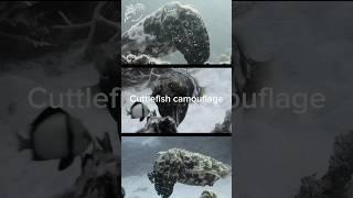 Cuttlefish camouflage #cuttlefish #camouflage #dcdocumentaries #ocean #dive #underwater #australia