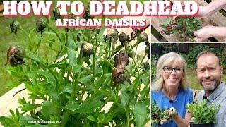  How to Deadhead African Daisies - QG Day 87 