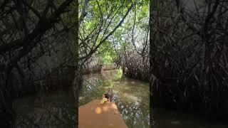 D world's narrowest, longest, deepest and greenest mangrove #forest #mangrove #nature #author #vikas