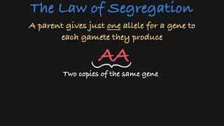 Mendel's Law of Segregation Explained