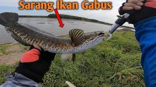 INI DIA SARANG IKAN GABUS.......!!  || PANEN STRIKE IKAN HARUAN