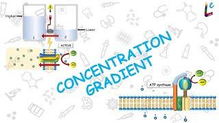 Passage of drugs across the plasma membrane - Part 8: concentration gradient @LEARNefficient