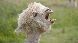 Screaming Alpaca