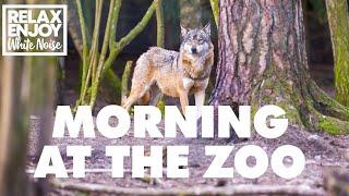 Morning at the Zoo | Animal White Noise, Animal Noises, Natures Music, Nature Sounds, Sleep Sounds