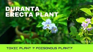 Duranta erecta plant / Golden dewdrop / Poisonous or not? / Gardening Videos