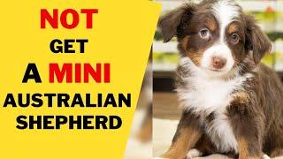 8 Reasons Why You Should NOT Get a Mini Australian Shepherd