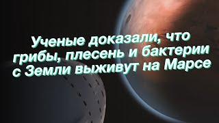 Ученые доказали, что грибы, плесень и бактерии с Земли выживут на Марсе