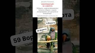 Электромагнит: 59 + 6 Ворота | Дизайн Человека #shorts #дизайнчеловека #соблазнение #электромагнит