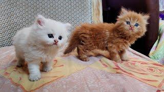 Persian kittens in Hyderabad | white cat doll face Persian kitten