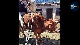 This is a bull and cow video in which only the bull and cow are walking around