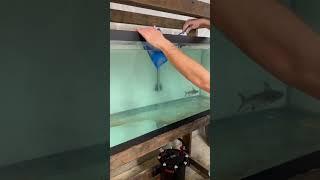 Buying SUPER RARE Aquarium FISH!! ($500)