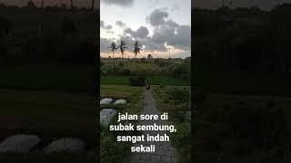 sore hari di subak sembung eko wisata...jalan jalan sore