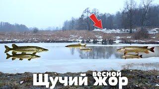 Если увидели это у водоема значит начался преднерестовый щучий жор. Срочно на рыбалку!