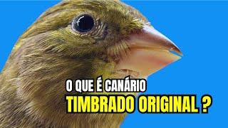 O que é canário TIMBRADO ESPANHOL ORIGINAL? E os outros, FALSOS?