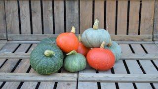 ALL the pumpkins we harvested this year | 2022