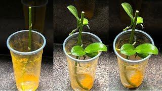 Growing Orchid Branches in Water Without Roots Will Quickly Grow Many Buds Using This New Method