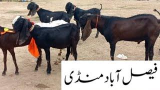 Faisalabad Bakra Mandi | New Update | FM Animals |03006698284|17•4•2024