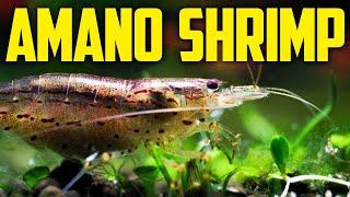 Amano Shrimp Care Guide - Best Algae-Eating Shrimp