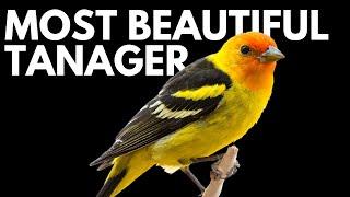 World's Most Beautiful Tanagers