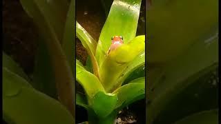 Anthony's Dart Frog Calling Short