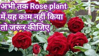 Rose plant के इस समय कुछ खास काम / Rose Plant care for healthy growth and flowering / Rose plants