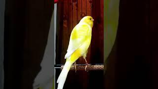 burung kenari ngerol || kenari gacor panjang #canary #canarysinging #canario #shorts #kenarigacor