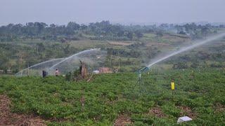 Sprinkler Raingun irrigation using four sprinklers at the same time